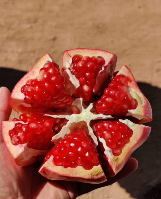 Pomegranate from Egypt